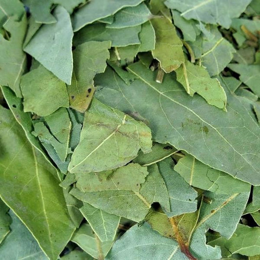 HOJA DE LAUREL